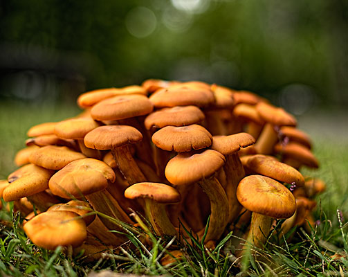 mushrooms